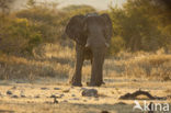 Afrikaanse olifant (Loxodonta africana) 