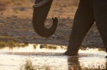 Afrikaanse olifant (Loxodonta africana) 