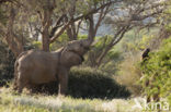 African elephant (Loxodonta africana) 