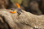 Agama lizard (Agama planiceps)