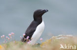 Razorbill (Alca torda)