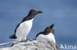 Razorbill (Alca torda)