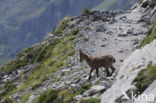 Alpen Steenbok (Capra ibex)