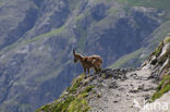 Alpen Steenbok (Capra ibex)