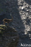 Alpen Steenbok (Capra ibex)