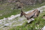 Alpen Steenbok (Capra ibex)