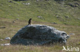 Alpine Marmot (Marmota marmota)