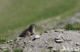 Alpine Marmot (Marmota marmota)