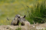 Alpine Marmot (Marmota marmota)