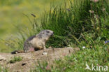 Alpine Marmot (Marmota marmota)