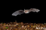 Bechstein’s Bat (Myotis bechsteinii) 