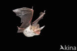 Bechstein’s Bat (Myotis bechsteinii) 