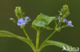 Beekpunge (Veronica beccabunga)