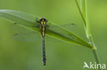 Beekrombout (Gomphus vulgatissimus) 