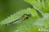 Beekrombout (Gomphus vulgatissimus) 