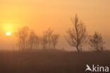 Birch (Betula)