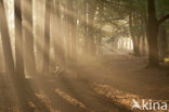 Beech (Fagus sylvatica)