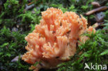 Beukekoraalzwam (Ramaria fagetorum)