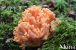 Beukekoraalzwam (Ramaria fagetorum)