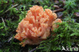 Beukekoraalzwam (Ramaria fagetorum)