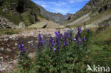 Blauwe monnikskap (Aconitum napellus)