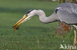 Grey Heron (Ardea cinerea)