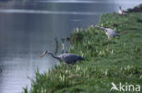 Grey Heron (Ardea cinerea)