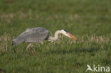 Blauwe Reiger (Ardea cinerea)