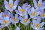 Early Crocus (Crocus tommasinianus)