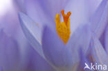 Early Crocus (Crocus tommasinianus)