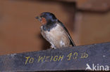 Boerenzwaluw (Hirundo rustica) 