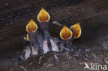 Boerenzwaluw (Hirundo rustica) 