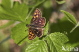 Chequered Skipper (Carterocephalus palaemon)