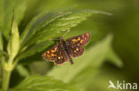 Chequered Skipper (Carterocephalus palaemon)