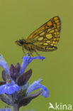 Chequered Skipper (Carterocephalus palaemon)