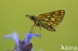 Chequered Skipper (Carterocephalus palaemon)