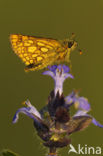 Chequered Skipper (Carterocephalus palaemon)