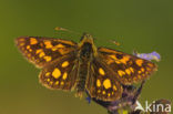 Chequered Skipper (Carterocephalus palaemon)