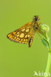 Chequered Skipper (Carterocephalus palaemon)