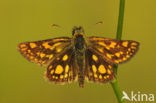 Chequered Skipper (Carterocephalus palaemon)