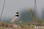 Bontbekplevier (Charadrius hiaticula)