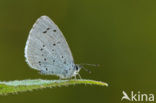 Boomblauwtje (Celastrina argiolus)