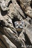 Boomklipdas (Dendrohyrax dorsalis)