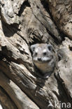 Boomklipdas (Dendrohyrax dorsalis)