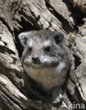 Boomklipdas (Dendrohyrax dorsalis)