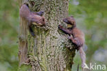 Pine Marten (Martes martes)