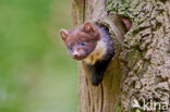 Pine Marten (Martes martes)