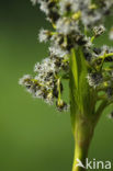 Wood Club-rush (Scirpus sylvaticus)