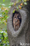 Tawny Owl (Strix aluco)