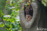 Tawny Owl (Strix aluco)